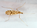 Ilisia maculata